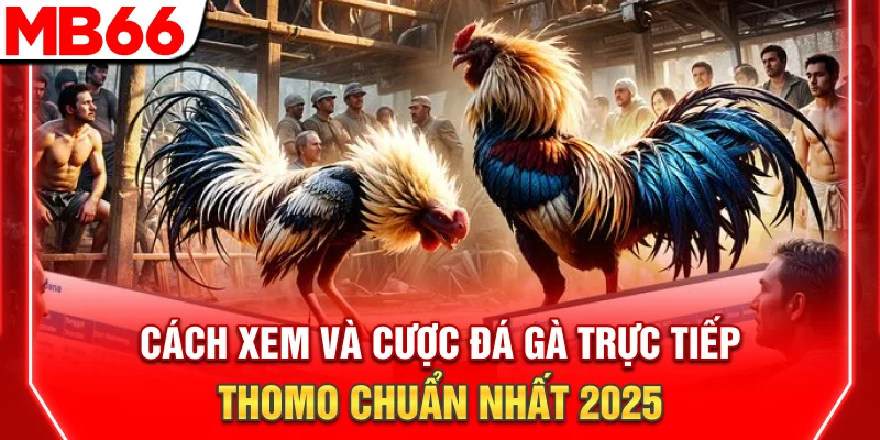 Đá Gà Trực Tiếp Thomo: Xem Livestream 4K Và Mẹo Cược 2026 6 Cách Xem Và Cược Đá Gà Trực Tiếp Thomo Chuẩn Nhất 2025