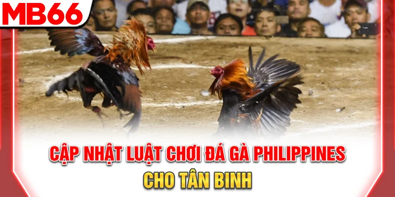 Hướng Dẫn Đá Gà Philippines: Luật Chơi Và Kinh Nghiệm 8 Cập nhật luật chơi đá gà Philippines cho tân binh