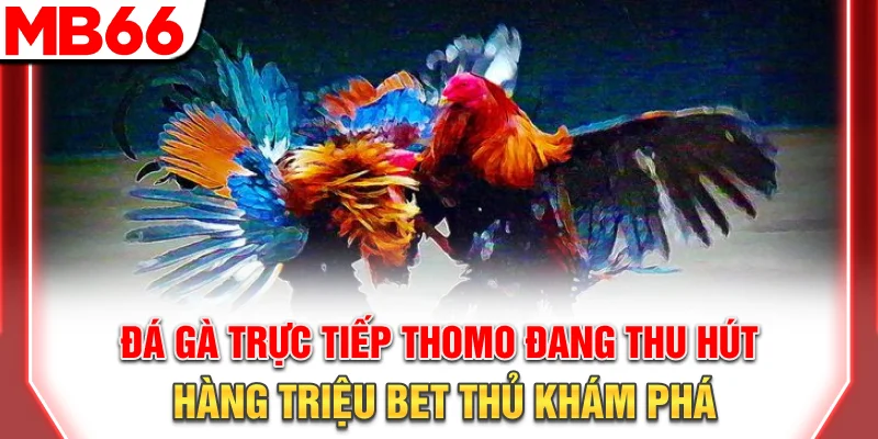 Đá Gà Trực Tiếp Thomo: Xem Livestream 4K Và Mẹo Cược 2026 7 Đá gà Thomo đang thu hút hàng triệu bet thủ khám phá