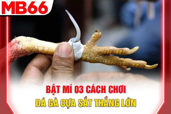 Cách Chơi Đá Gà Cựa Sắt - Bí Quyết Thắng Lớn Tại MB66 6 Bật mí 03 cách chơi đá gà cựa sắt thắng lớn
