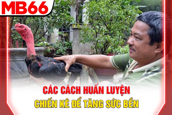 Cách Nuôi Gà Đá - Bí Kíp Chăm Sóc Chiến Kê Sung Mãn 7 Các cách huấn luyện chiến kê để tăng sức bền