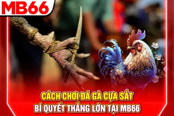 Cách Chơi Đá Gà Cựa Sắt - Bí Quyết Thắng Lớn Tại MB66 4 Cách Chơi Đá Gà Cựa Sắt - Bí Quyết Thắng Lớn Tại MB66
