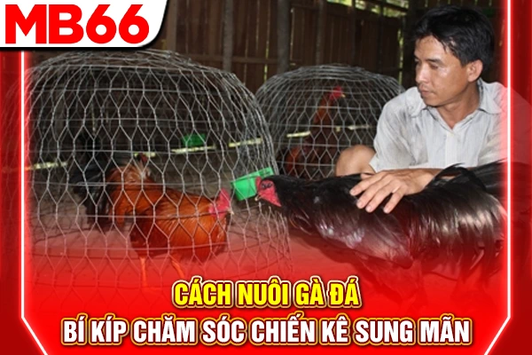 Cách Nuôi Gà Đá - Bí Kíp Chăm Sóc Chiến Kê Sung Mãn 4 Cách Nuôi Gà Đá - Bí Kíp Chăm Sóc Chiến Kê Sung Mãn