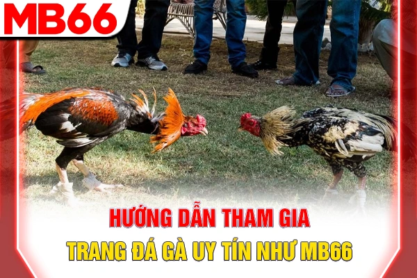 Trang Đá Gà Uy Tín - 3 Tiêu Chí Chọn Sân Chơi Minh Bạch 7 Hướng dẫn tham gia trang đá gà uy tín như MB66